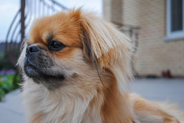 Jonge Kleine Gouden Pekingese Hond Thuis Tuin — Stockfoto