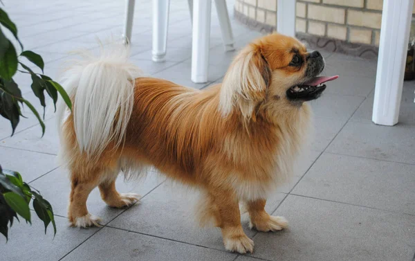 Jovem Pequeno Cão Pekingese Dourado Quintal — Fotografia de Stock