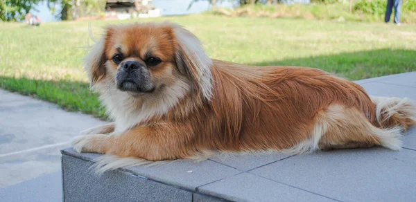 Jovem Pequeno Cão Pekingese Dourado Quintal — Fotografia de Stock