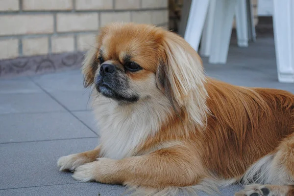 Junger Kleiner Goldener Pekinese Hund Heimischen Garten — Stockfoto