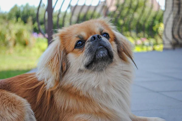 Jonge Kleine Gouden Pekingese Hond Thuis Tuin — Stockfoto