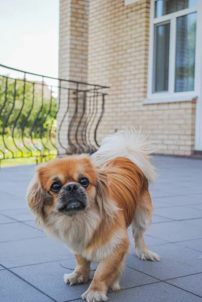 Jeune Petit Chien Pékinois Doré Maison Cour — Photo