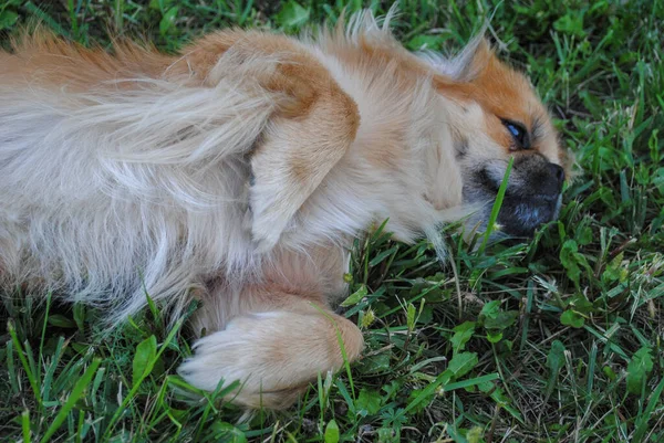 Jeune Petit Chien Pékinois Doré Maison Cour — Photo