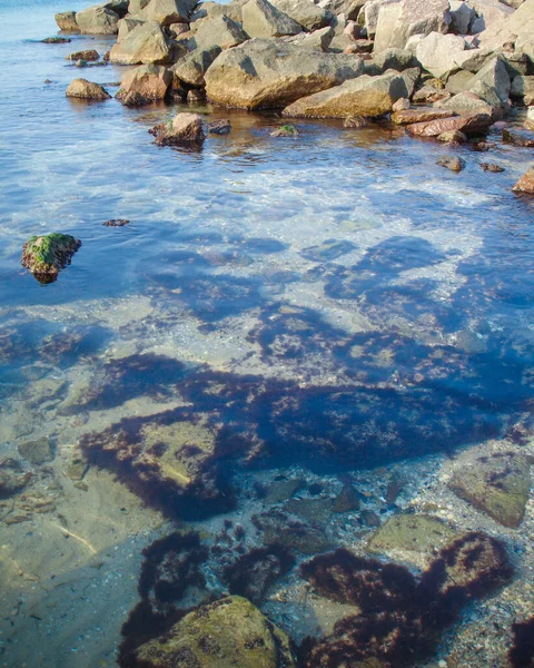 Морской Обитатель Морской Пляж — стоковое фото