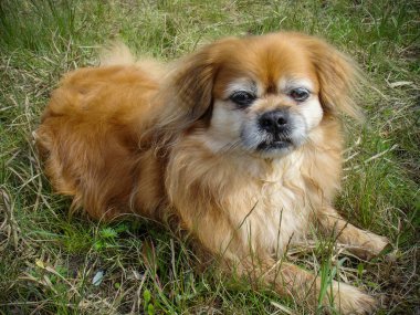 Yaşlı Pekin köpeği, yaşlı köpek yaşam tarzı.