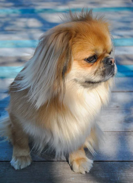 Lindo Perro Pekinés Joven Oro Concepto Mascotas —  Fotos de Stock