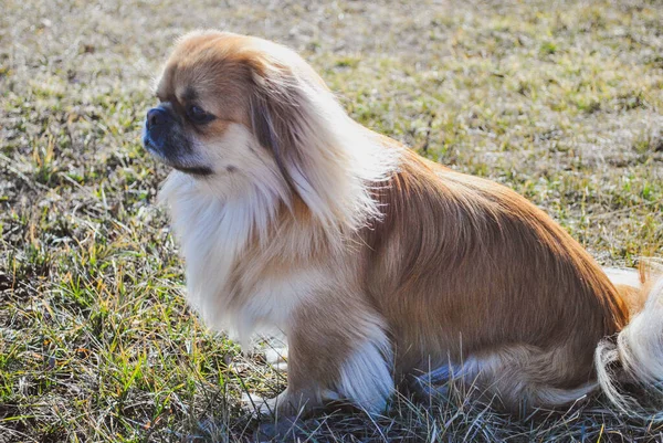 Schattige Jonge Gouden Pekingese Hond Concept Van Huisdieren — Stockfoto