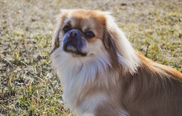 Lindo Perro Pekinés Joven Oro Concepto Mascotas — Foto de Stock