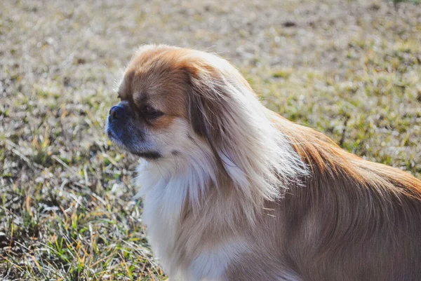 Cute Młody Złoty Pies Pekingese Koncepcja Zwierząt Domowych — Zdjęcie stockowe