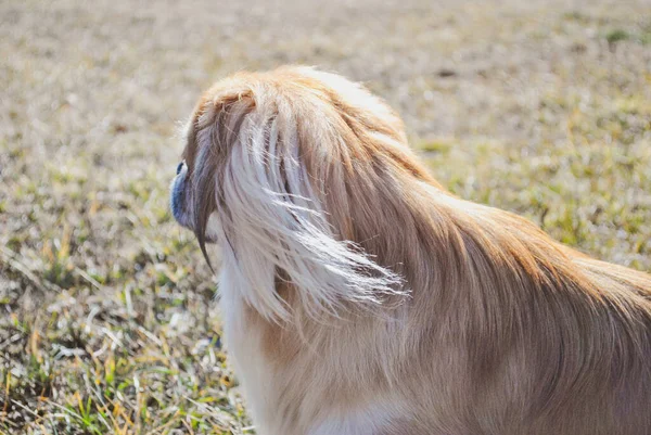 Tatlı Genç Altın Pekin Köpeği Evcil Hayvan Konsepti — Stok fotoğraf