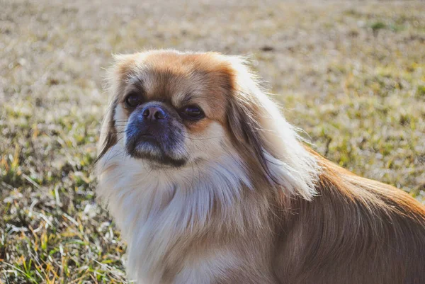 Lindo Perro Pekinés Joven Oro Concepto Mascotas —  Fotos de Stock