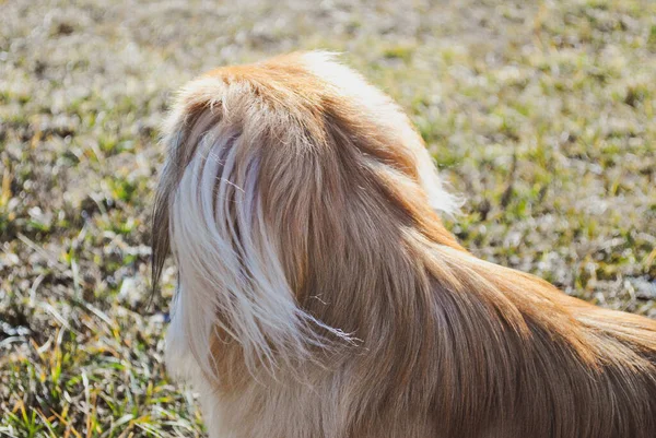 Mignon Jeune Chien Pékinois Doré Concept Animaux Compagnie — Photo