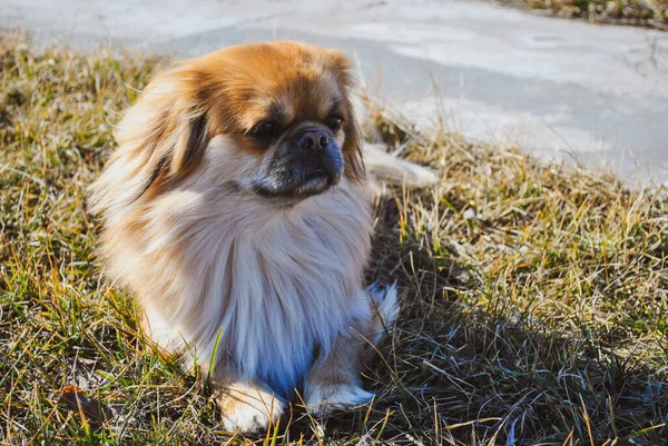 Lindo Perro Pekinés Dorado Concepto Mascotas —  Fotos de Stock