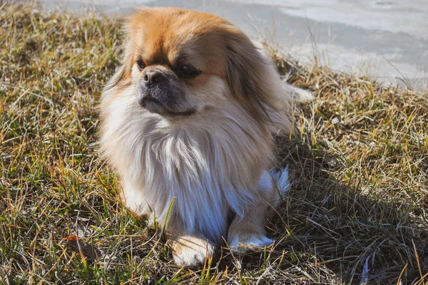 Lindo Perro Pekinés Dorado Concepto Mascotas — Foto de Stock