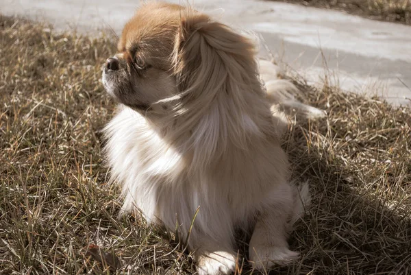 Cão Pekingese Dourado Bonito Conceito Animais Estimação — Fotografia de Stock