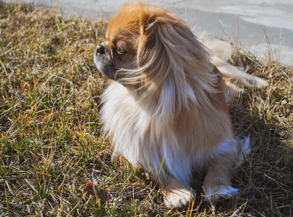 Lindo Perro Pekinés Dorado Concepto Mascotas — Foto de Stock