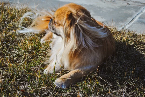 Милая Золотая Пекинская Собака Концепция Домашних Животных — стоковое фото