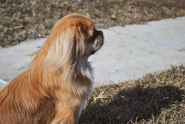 Niedliche Goldene Pekinese Hund Konzept Der Haustiere — Stockfoto