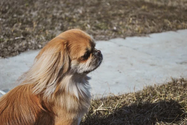 Симпатична Золота Пекінська Собака Концепція Домашніх Тварин — стокове фото
