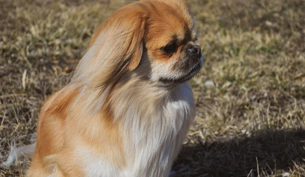 Şirin Altın Pekin Köpeği Evcil Hayvan Konsepti — Stok fotoğraf