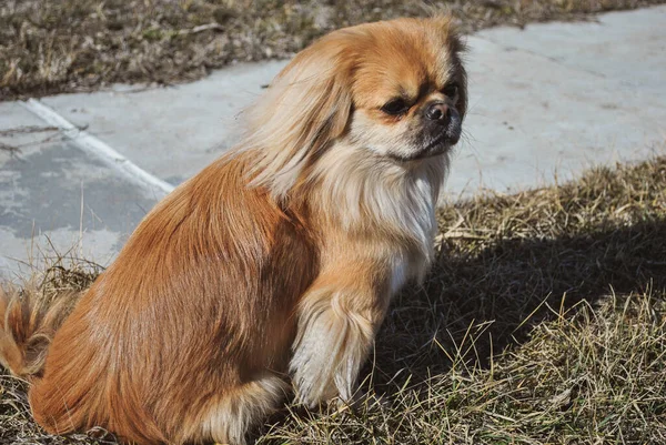 Lindo Perro Pekinés Dorado Concepto Mascotas — Foto de Stock