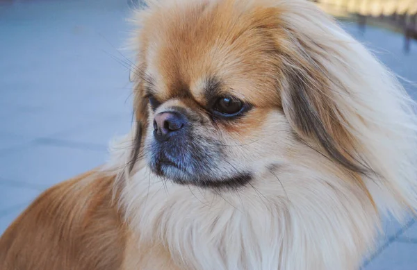 Симпатична Золота Пекінська Собака Концепція Домашніх Тварин — стокове фото