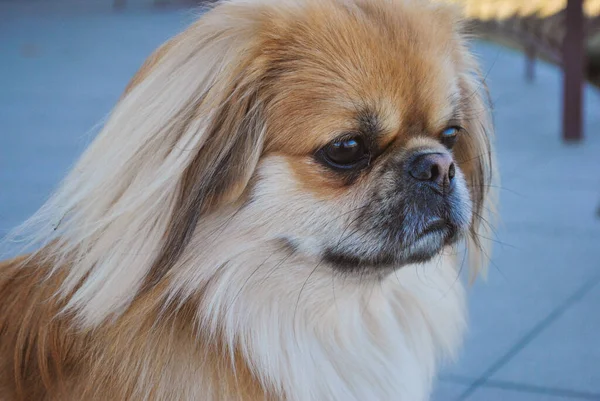 Söt Gyllene Pekingese Hund Begreppet Husdjur — Stockfoto