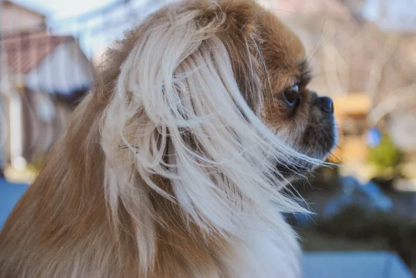 Niedliche Goldene Pekinese Hund Konzept Der Haustiere — Stockfoto