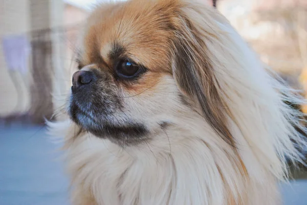 Niedliche Goldene Pekinese Hund Konzept Der Haustiere — Stockfoto