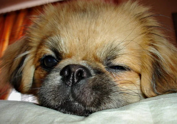 Cão Pekingese Dourado Bonito Conceito Animais Estimação — Fotografia de Stock