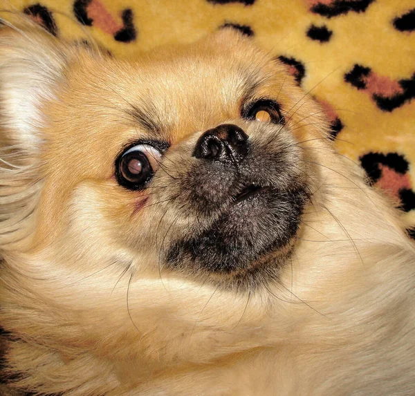 Cão Pekingese Dourado Bonito Conceito Animais Estimação — Fotografia de Stock