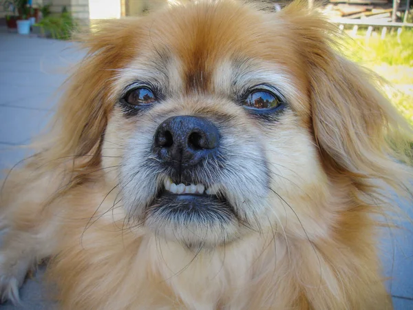 Velho Cão Pekingese Sênior Estilo Vida Cão Mais Velho — Fotografia de Stock