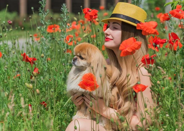 Summer vibes, girl with golden pekingese dog, relax at hot summer days