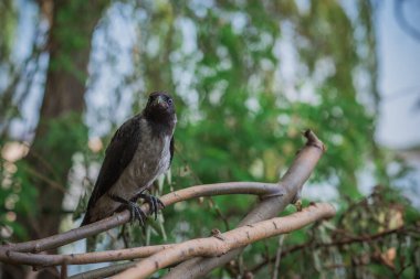 Genç karga doğada oturur, hayvanlar kuş yaşamında.