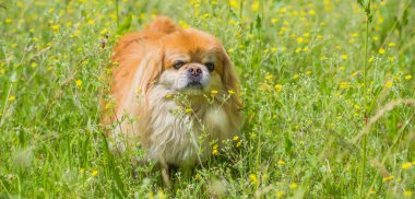Parkta oynayan sevimli ve güzel altın renkli Pekin köpeği. En iyi insan arkadaş. Bahçede güneş ışığı altında güzel bir köpek.