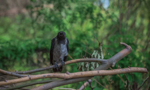 Jeune Corbeau Assis Nature Animaux Oiseaux Vie — Photo