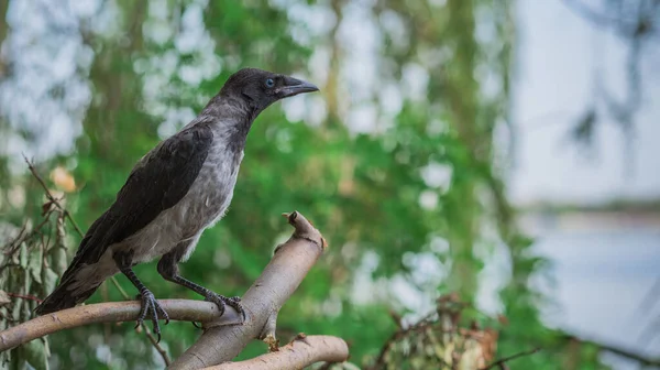 年轻的乌鸦坐在大自然的身旁 动物和鸟儿的生命 — 图库照片