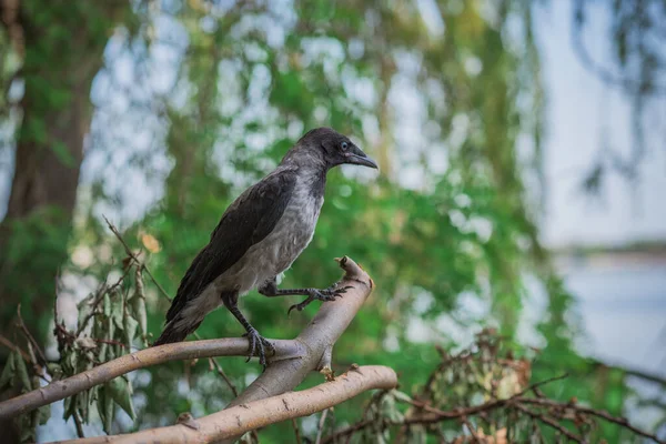 年轻的乌鸦坐在大自然的身旁 动物和鸟儿的生命 — 图库照片