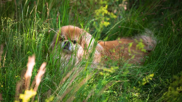 Симпатичная Милая Золотистая Пекинская Собака Парке Веселая Игривая Лучший Друг — стоковое фото