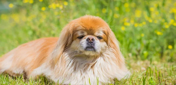 Cão Pekingese Dourado Bonito Agradável Parque Que Joga Alegre Melhor — Fotografia de Stock