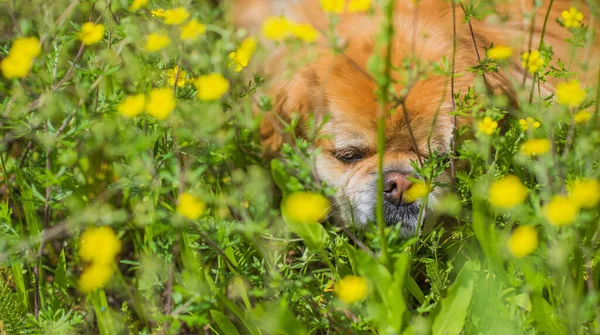 Cão Pekingese Dourado Bonito Agradável Parque Que Joga Alegre Melhor — Fotografia de Stock