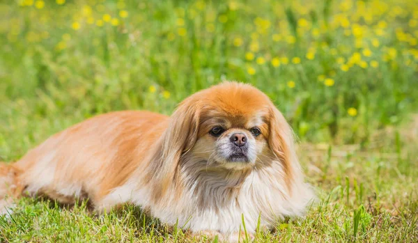 Cão Pekingese Dourado Bonito Agradável Parque Que Joga Alegre Melhor — Fotografia de Stock