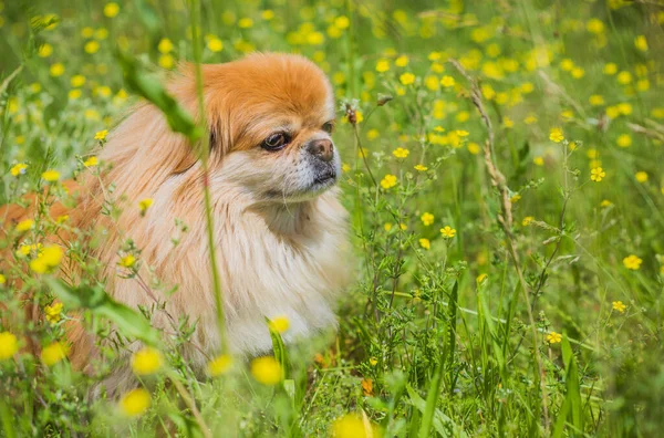 Cão Pekingese Dourado Bonito Agradável Parque Que Joga Alegre Melhor — Fotografia de Stock