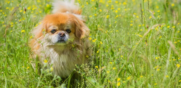 Söt Och Fin Gyllene Pekingese Hund Parken Leker Och Glad — Stockfoto