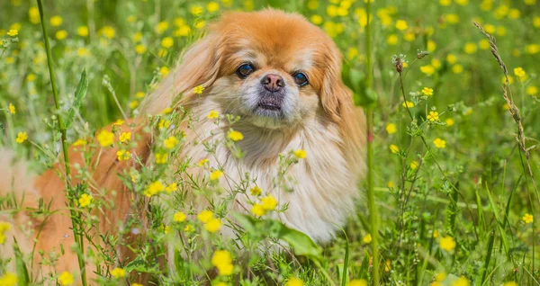 Słodki Ładny Złoty Pies Pekiński Parku Gry Radosny Najlepszy Przyjaciel — Zdjęcie stockowe