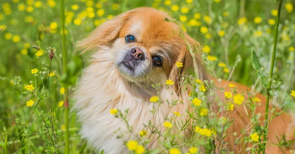 公园里可爱漂亮的金丝雀狗嬉闹着 快乐着 最好的人类朋友美丽的成年狗在阳光下的花园 — 图库照片