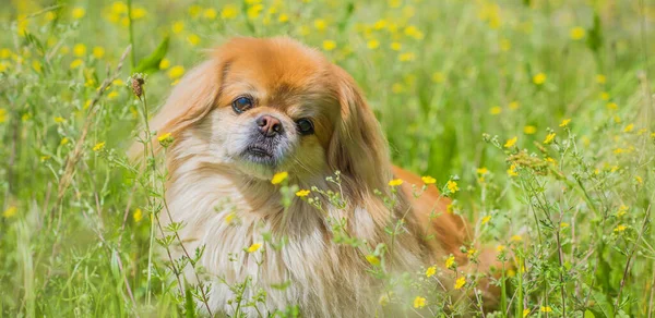 Χαριτωμένο Και Ωραίο Χρυσό Pekingese Σκυλί Στο Πάρκο Παίζει Και — Φωτογραφία Αρχείου