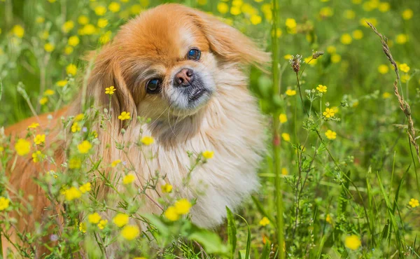 Leuke Mooie Gouden Pekingese Hond Het Park Spelen Vrolijk Beste — Stockfoto