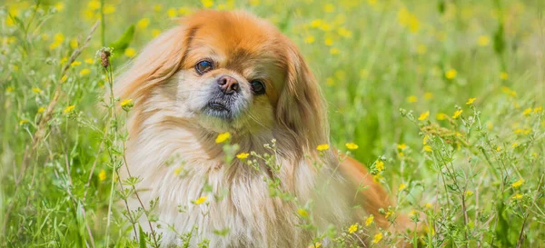 Cão Pekingese Dourado Bonito Agradável Parque Que Joga Alegre Melhor — Fotografia de Stock