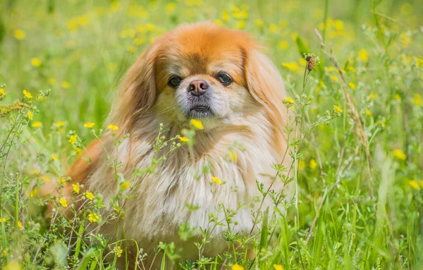 Söt Och Fin Gyllene Pekingese Hund Parken Leker Och Glad — Stockfoto